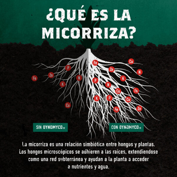 Dynomyco Micorrizas 100gr - Imagen 10
